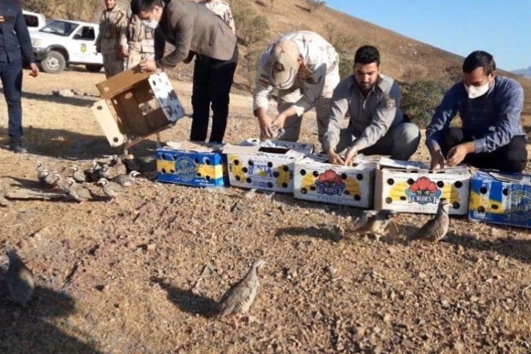 وەرو قاچاخو ۱۱۵ دانێ ژەرەژی جە مەرزو نەوسوذێنە گیریا