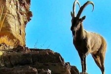 فصل کل مستی و شکار این گونه ارزشمند در منطقه/محمد اخگر زاده:رصد و پایش منطقه توسط اداره محیط زیست