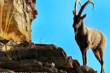 فصل کل مستی و شکار این گونه ارزشمند در منطقه