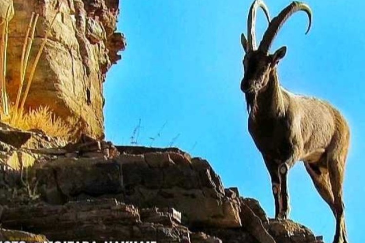 فصل کل مستی و شکار این گونه ارزشمند در منطقه