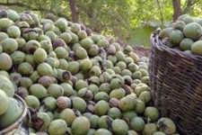 آغاز برداشت گردو در شهرستان پاوه/کاهش ۵۰ درصدی برداشت این محصول در شهرستان