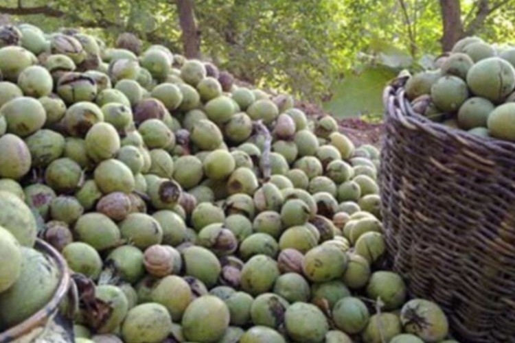 آغاز برداشت گردو در شهرستان پاوه/کاهش ۵۰ درصدی برداشت این محصول در شهرستان