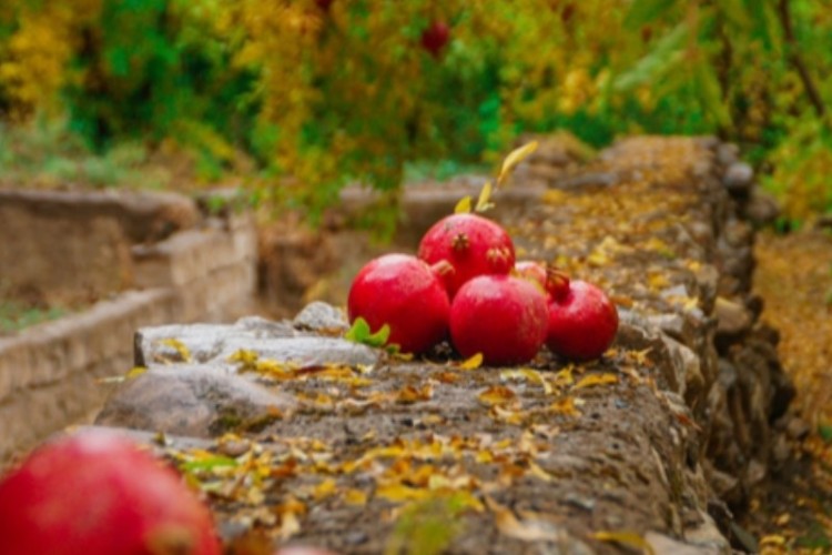 آغاز برداشت انار در پاوه/تولید ۱۸۰۰ تن انار در شهرستان