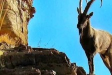 فصل کل مستی و شکار این گونه ارزشمند در منطقه