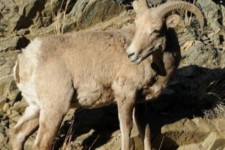 دادستان پاوه مطرح کرد:اشد مجازات برای شکارچیان کل و بز کوهی در شهرستان پاوه