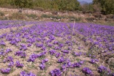 کشت زعفران در شهرستان پاوه به صورت زیر درختی انجام می‌شود