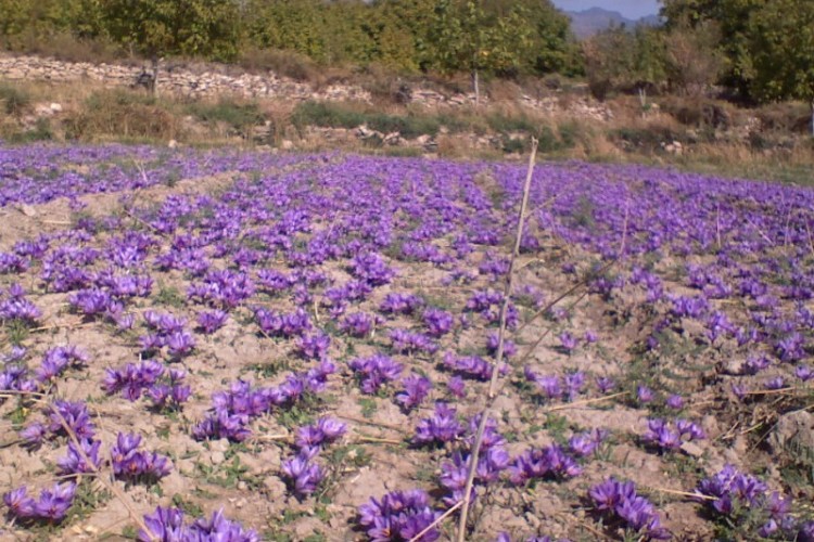 کشت زعفران در شهرستان پاوه به صورت زیر درختی انجام می‌شود