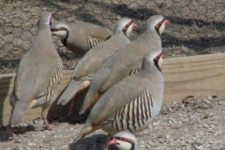 کشف و ضبط 4 قطعه کبک از شکارچیان متخلف در پاوه