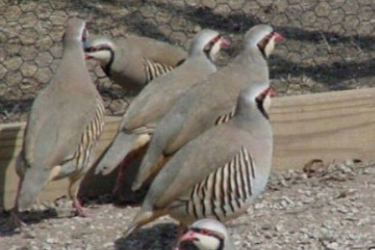 کشف و ضبط 4 قطعه کبک از شکارچیان متخلف در پاوه