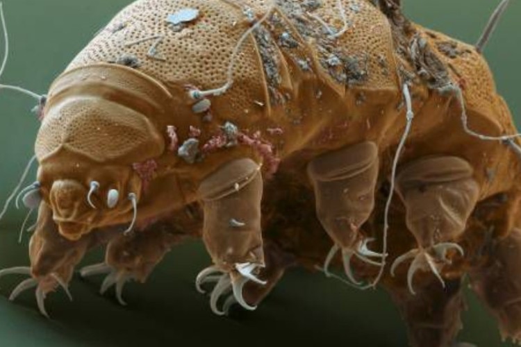 گیان سَخت تَرین گیاندارو سَرو زَمینی