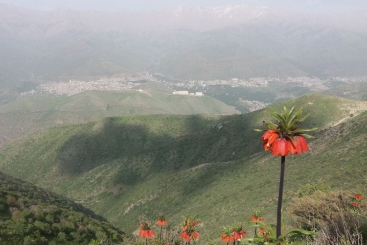 قَقڵەبازِ‌ یا لالە واژگون