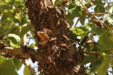 هجوم ملخ ها به مراتع و باغات روستای لاران پاوه