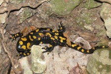 مشاهده "سمندر آتشین" در منطقه حفاظت شده "بوزین و مره‌خیل" پاوه