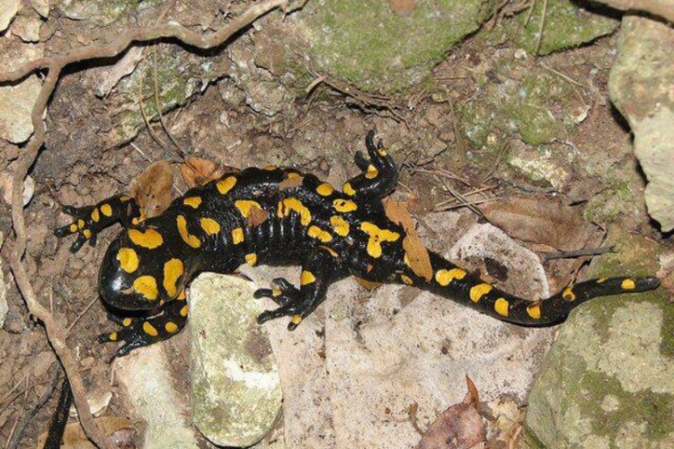 مشاهده "سمندر آتشین" در منطقه حفاظت شده "بوزین و مره‌خیل" پاوه