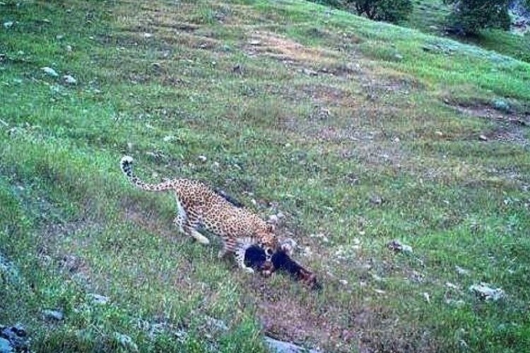 پاڵنگو پاوەی و هوبرە جە ژیوگاو وحشی اُستانەو کرماشانی نای مەتەرسی جەبەین شیەینە