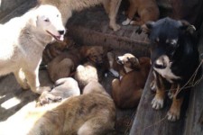 جمع‌آوری سگ‌های ولگرد با همکاری شهروندان امکان‌پذیر است/زنده‌گیری 33 قلاده سگ ولگرد در پاوه