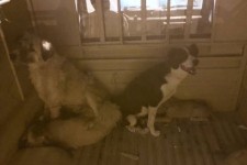 زنده گیری و انتقال سگ های ولگرد از شهر آغاز شد