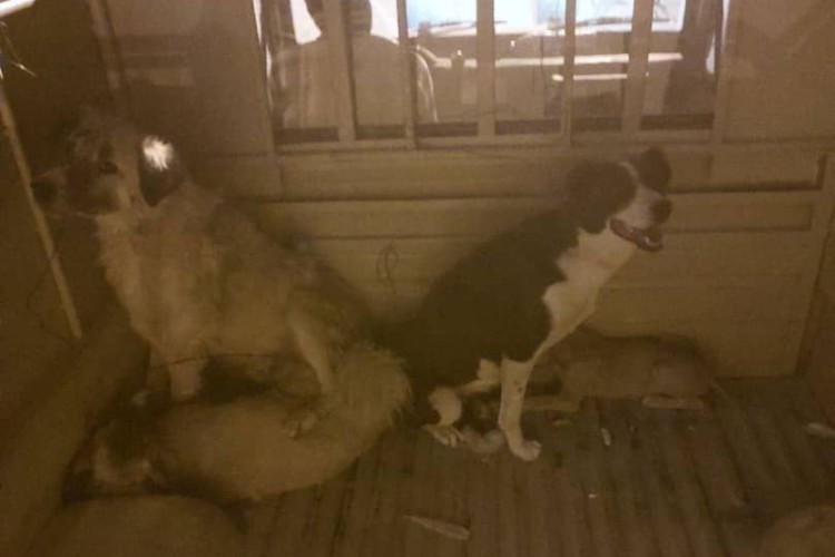 زنده گیری و انتقال سگ های ولگرد از شهر آغاز شد