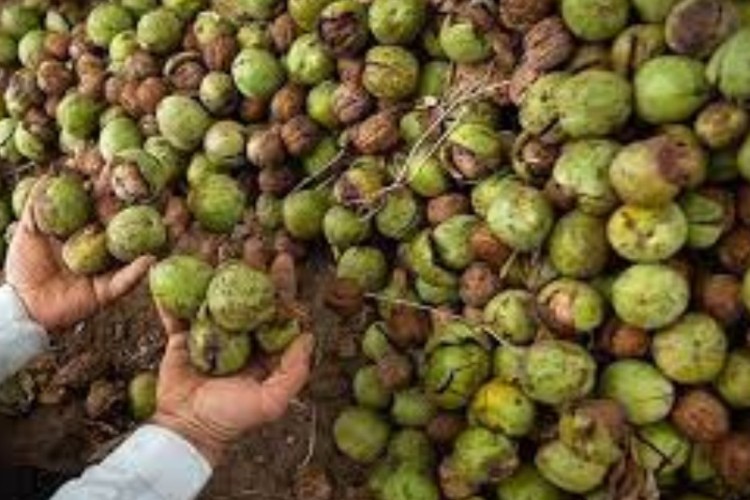 آغازعملیات برداشت  محصولات گردو  و انگور دیم /پیش بینی برداشت 4 هزار تن گردو از باغات پاوه