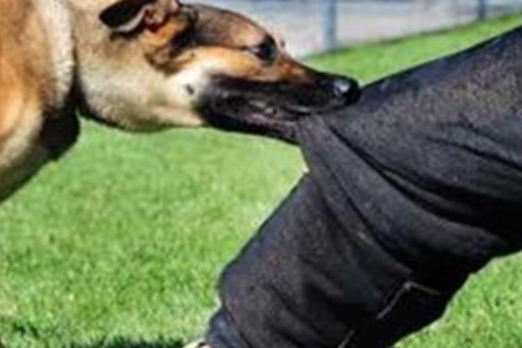 ۶۵ نفر در سال جاری در شهرستان پاوه دچار حیوان گزیدگی شدند