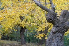 پاییز در باغات پاوه