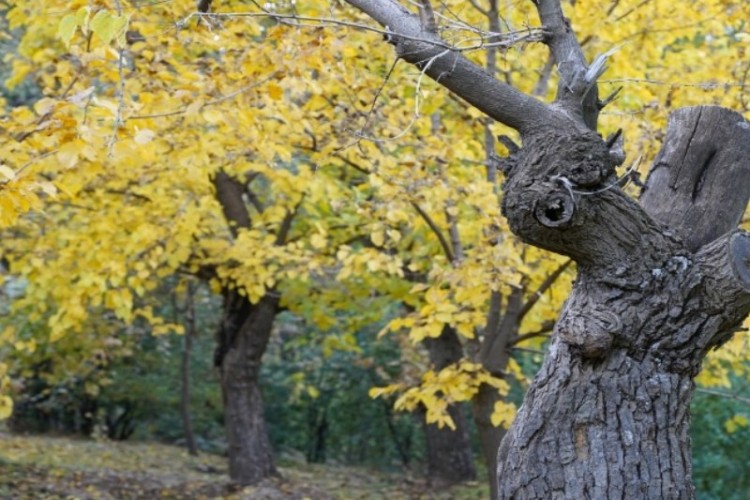 پاییز در باغات پاوه