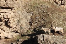 دستگیری ۲ شکارچی متخلف کل وحشی در پاوه