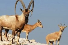 اورامانات قتلگاه کل و بزهای وحشی!