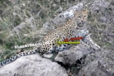 مشاهده یک قلاده پلنگ در منطقه بوزین و مرخیل پاوه