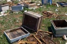 خسارت خرس‌ها به کندوی عسل زنبور در بانه وره