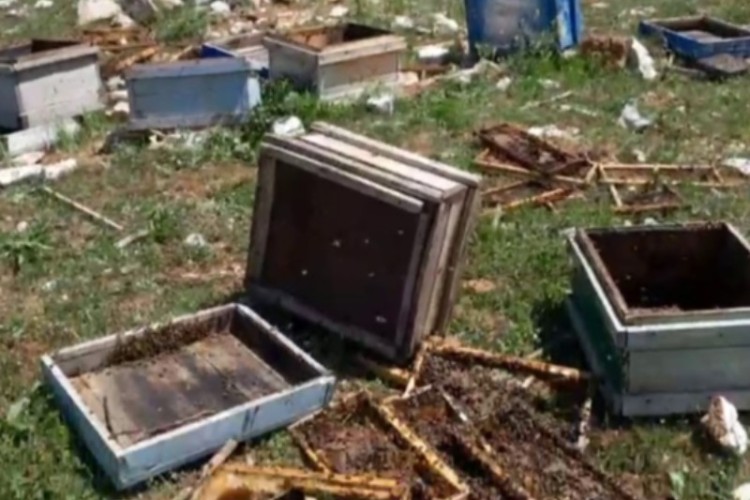 خسارت خرس‌ها به کندوی عسل زنبور در بانه وره