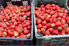 از لوح ثبت توت فرنگی شهر شاهو رونمایی شد/برگزاری جشنواره توت فرنگی این شهر