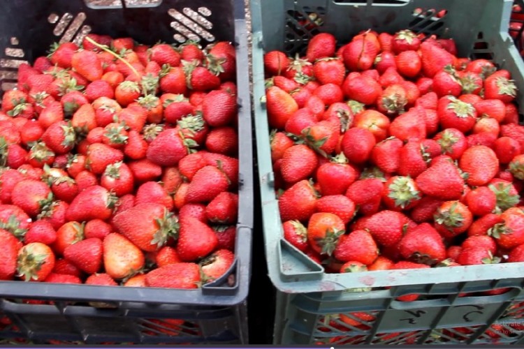 از لوح ثبت توت فرنگی شهر شاهو رونمایی شد/برگزاری جشنواره توت فرنگی این شهر