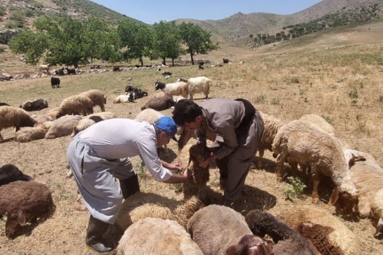 اجرای اردوی جهادی دامپزشکی در روستای شمشیر