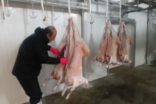 بازرسی بهداشتی لاشه دام های قربانی انجام می شود