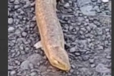 ثبت یک گونه جدید مار در منطقه حفاظت شده بوزین مرخیل