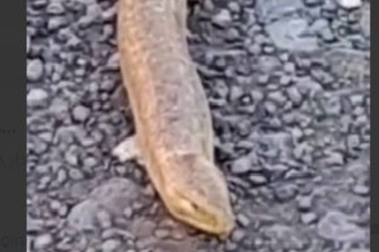 ثبت یک گونه جدید مار در منطقه حفاظت شده بوزین مرخیل