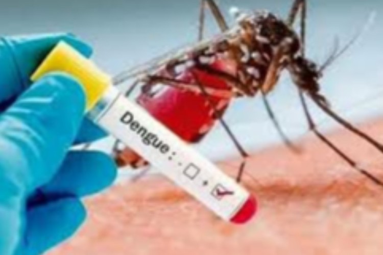 آنچه در مورد بیماری تب دانگ باید بدانید