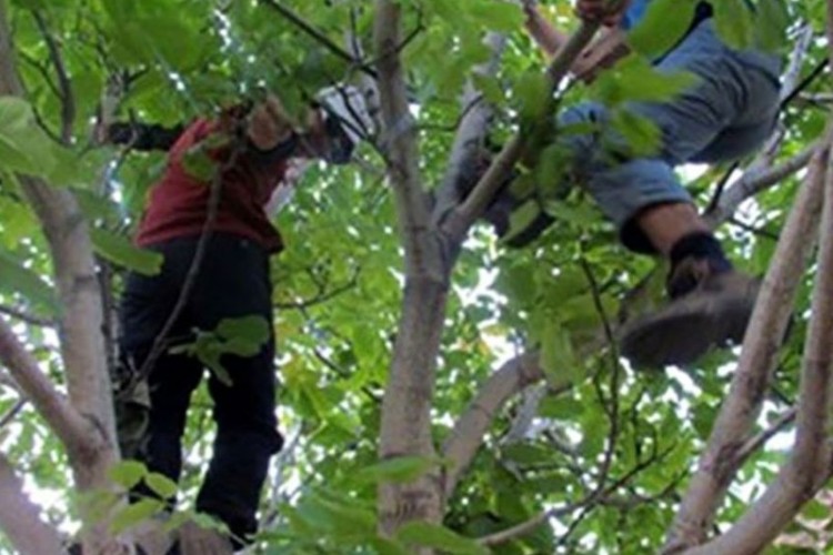 چیدن توت جان زن کرمانشاهی را گرفت