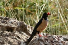 بودن یا نبودن پرنده‌ساران در باغات پاوه