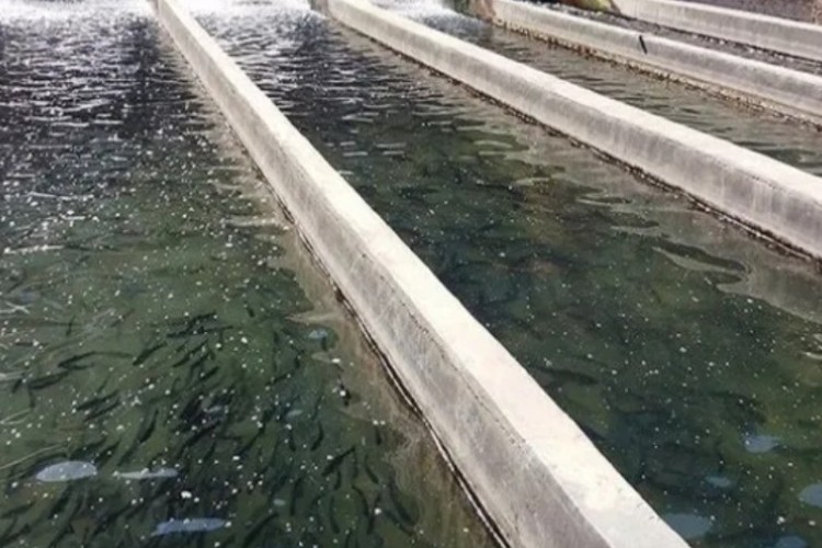 پیش‌بینی تولید ۲۴هزار تن آبزی در کرمانشاه