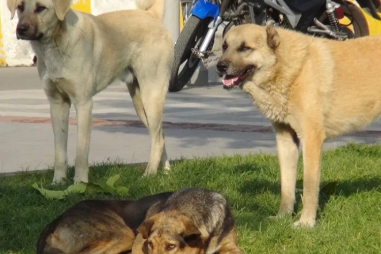 جمع‌آوری 288 قلاده سگ بلاصاحب از سطح شهر پاوه