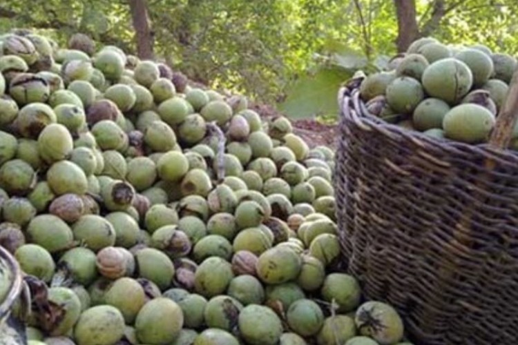 پیش‌بینی تولید 4300 تن «گردو» در باغات پاوه