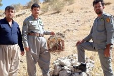 رهاسازی ۷ قطعه کبک در پاوه