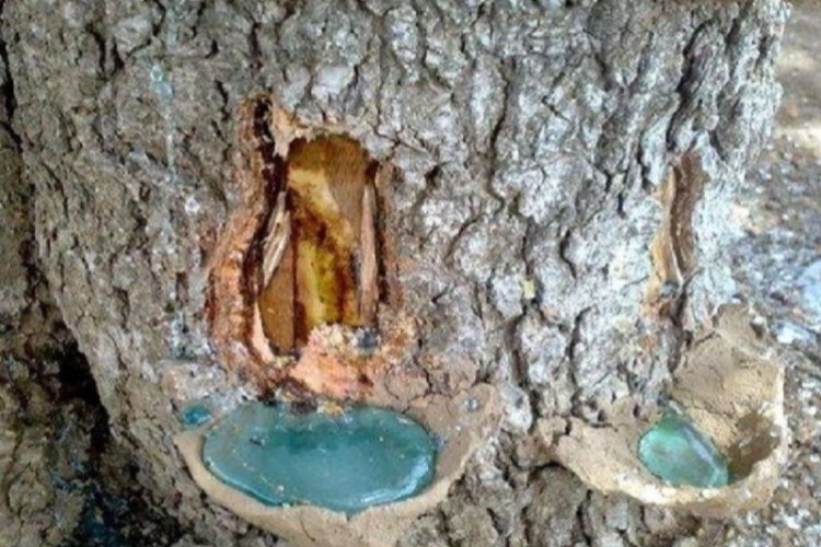 آئینی برگرفته از شیره جان درختان زاگرس