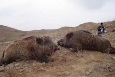 دستگیری شکارچیان غیرمجاز در ثلاث باباجانی و کشف لاشه ۲ قلاده گراز