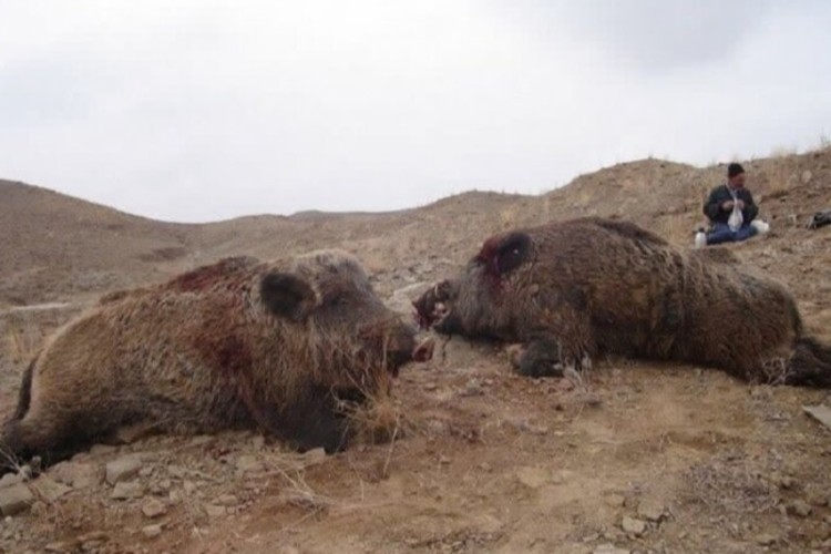 دستگیری شکارچیان غیرمجاز در ثلاث باباجانی و کشف لاشه ۲ قلاده گراز