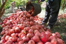 برپایی ۶۰ غرفه عرضه انار و صنایع دستی در پاوه