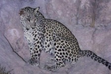 آخرین سرشماری پلنگ در کرمانشاه؛ ۴ پلنگ در منطقه پاوه