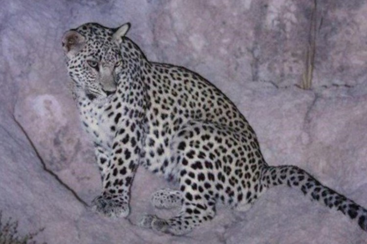 آخرین سرشماری پلنگ در کرمانشاه؛ ۴ پلنگ در منطقه پاوه